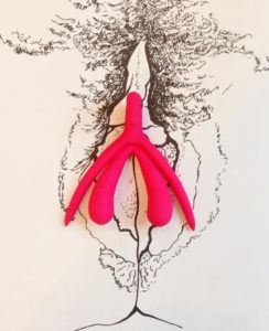 Clitoris in 3D